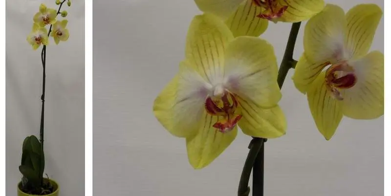 Фаленопсис Елоу 1 ст. Д15