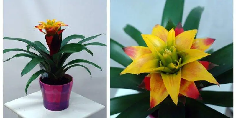 Гузмания Соледо  Д12 