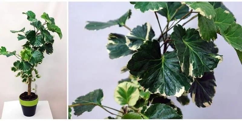 Полисциас Фабиан Д10